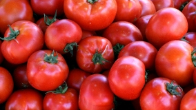 Fresh-Tomatoes Basketful of Toamtoes