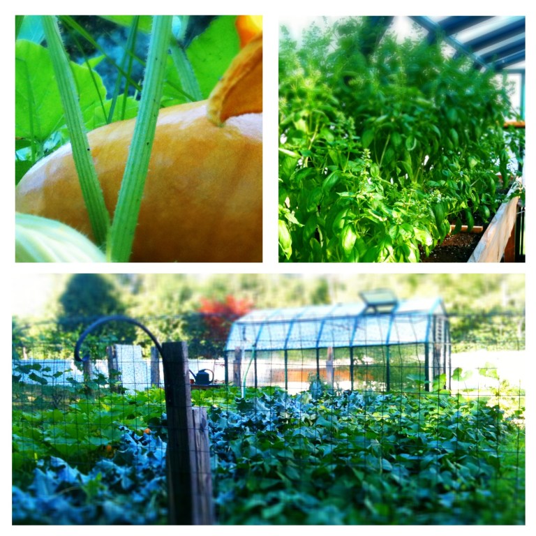 Greenhouse Garden