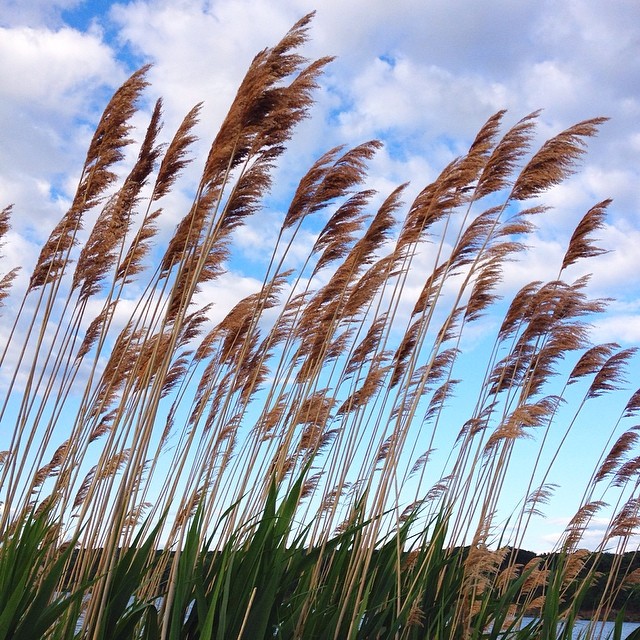 10349366_1455765504663963_332568173_n